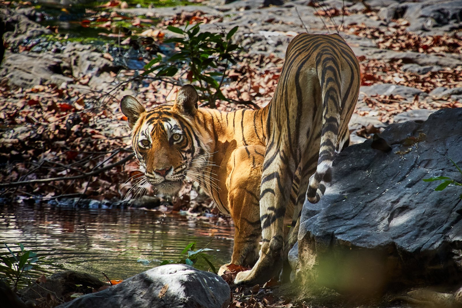Bengálský tygr, Ranthambore
