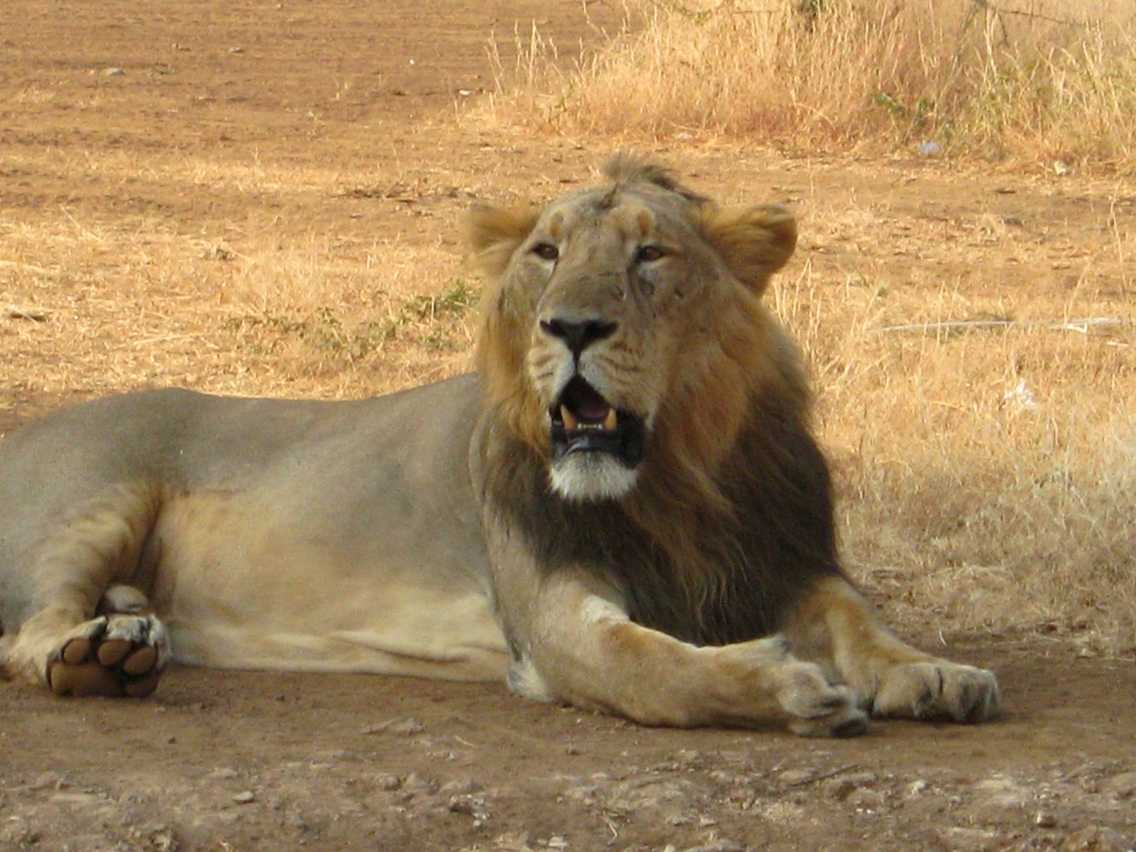 Asijský lev, národní park Gir