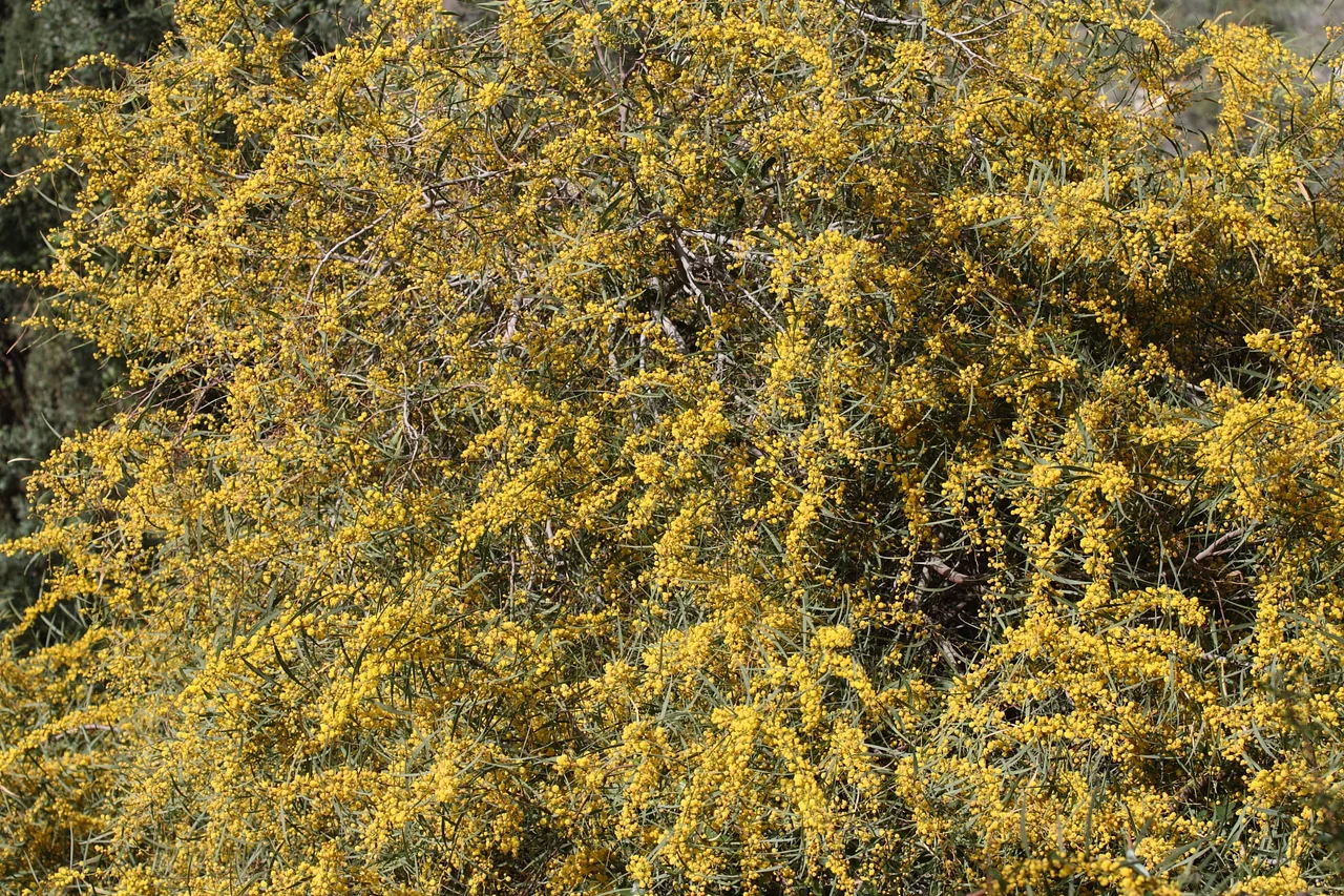 Flowering vegetation photographed in Happy Valley.