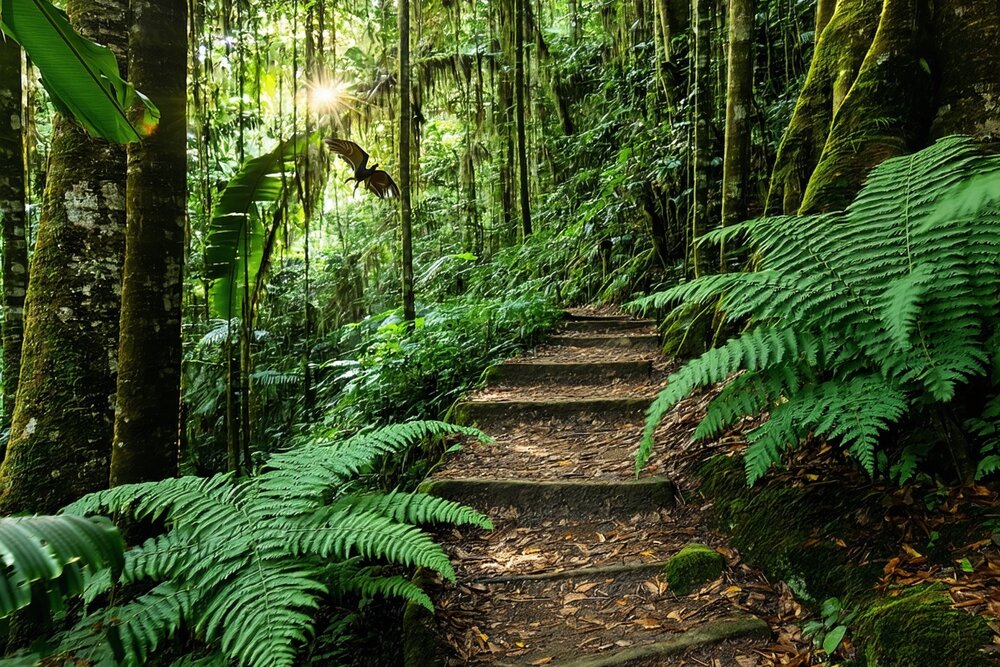National Park of American Samoa rainforest trail with flying foxes