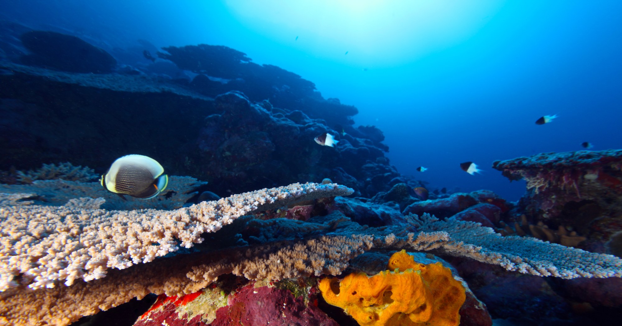 Coral reef at Fagatele Bay in the National Marine Sanctuary