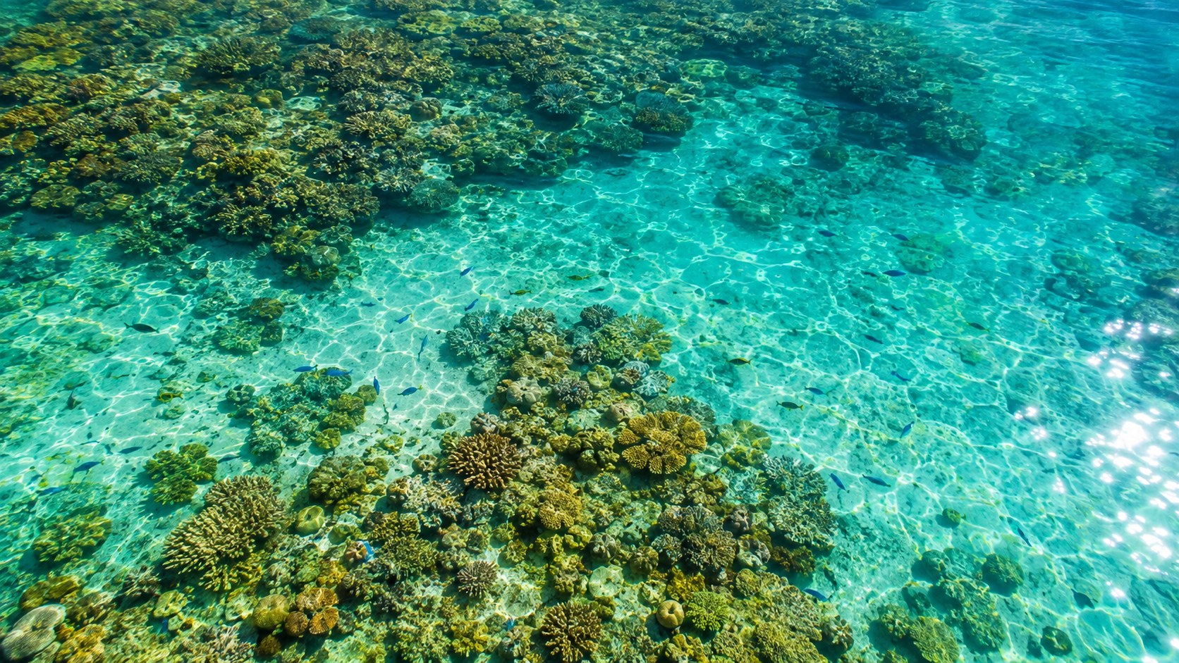 Coral reef, Anguilla