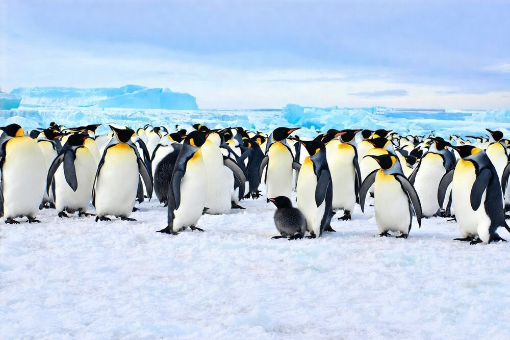 Penguins on the ice