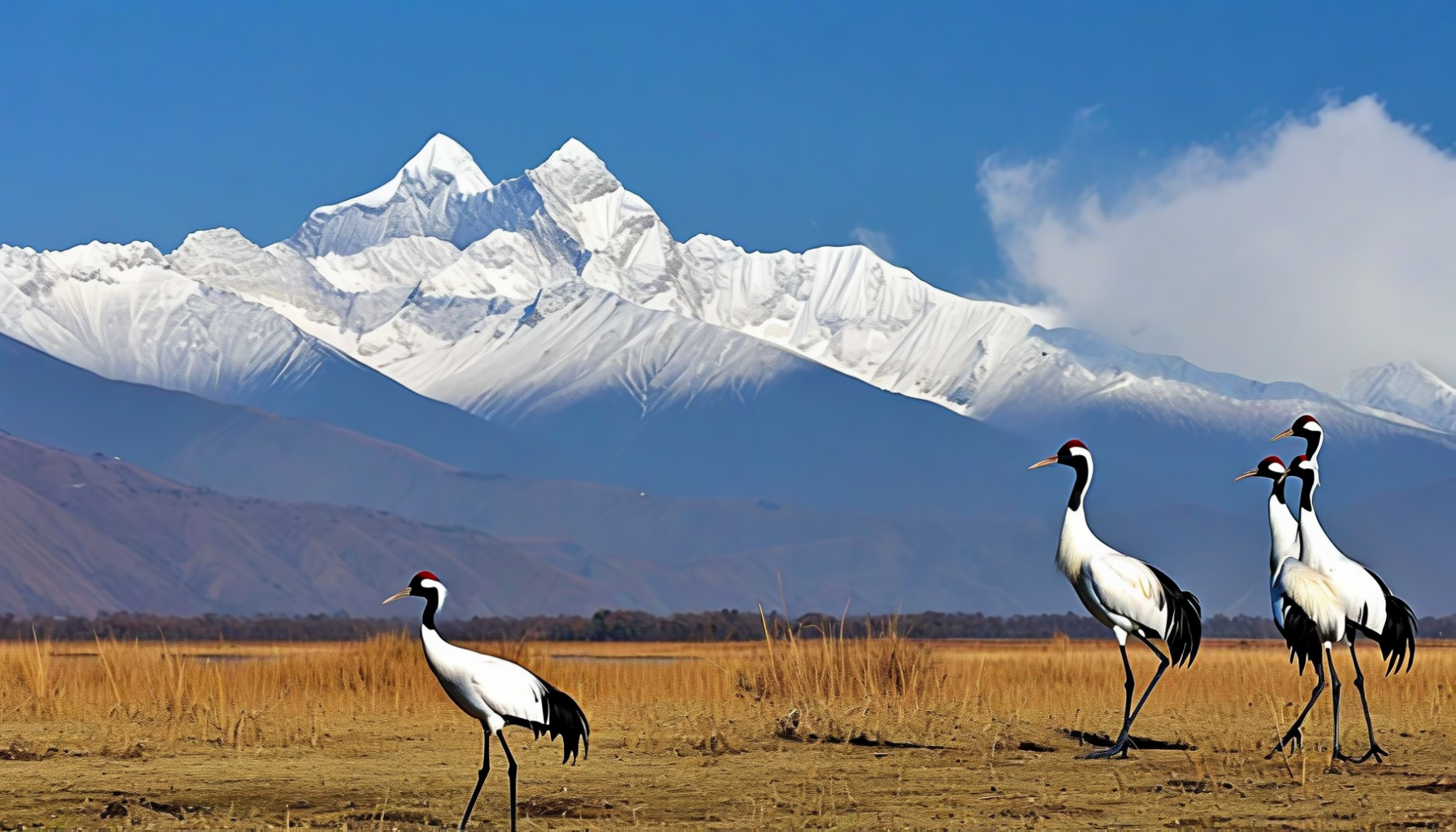 Bumdelling Wildlife Sanctuary black-necked cranes