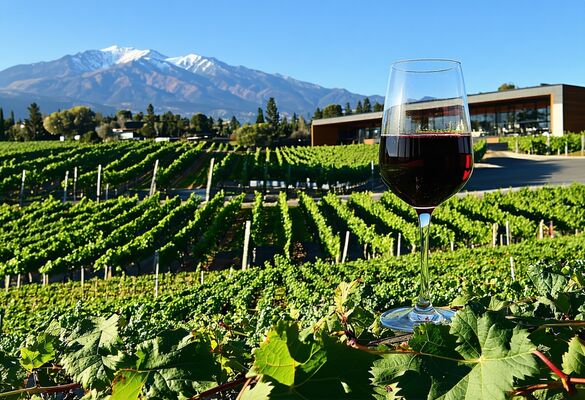 Wine Culture