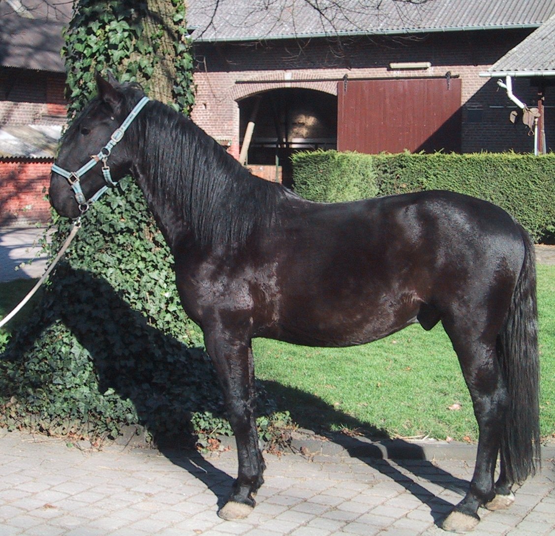 Black Kladruber horse showing distinctive Roman nose profile