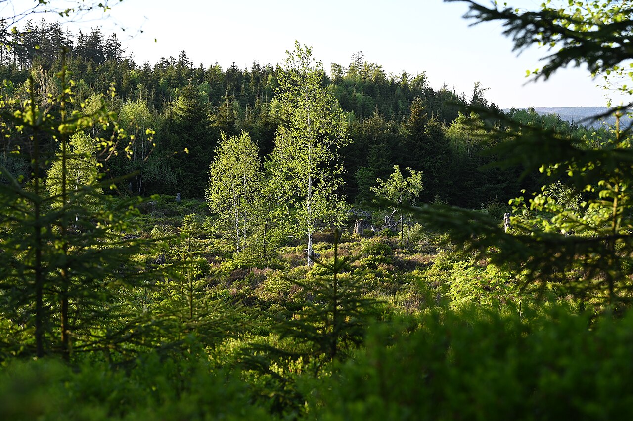 Traditional Black Forest farmhouse surrounded by dark fir trees and rolling green hills