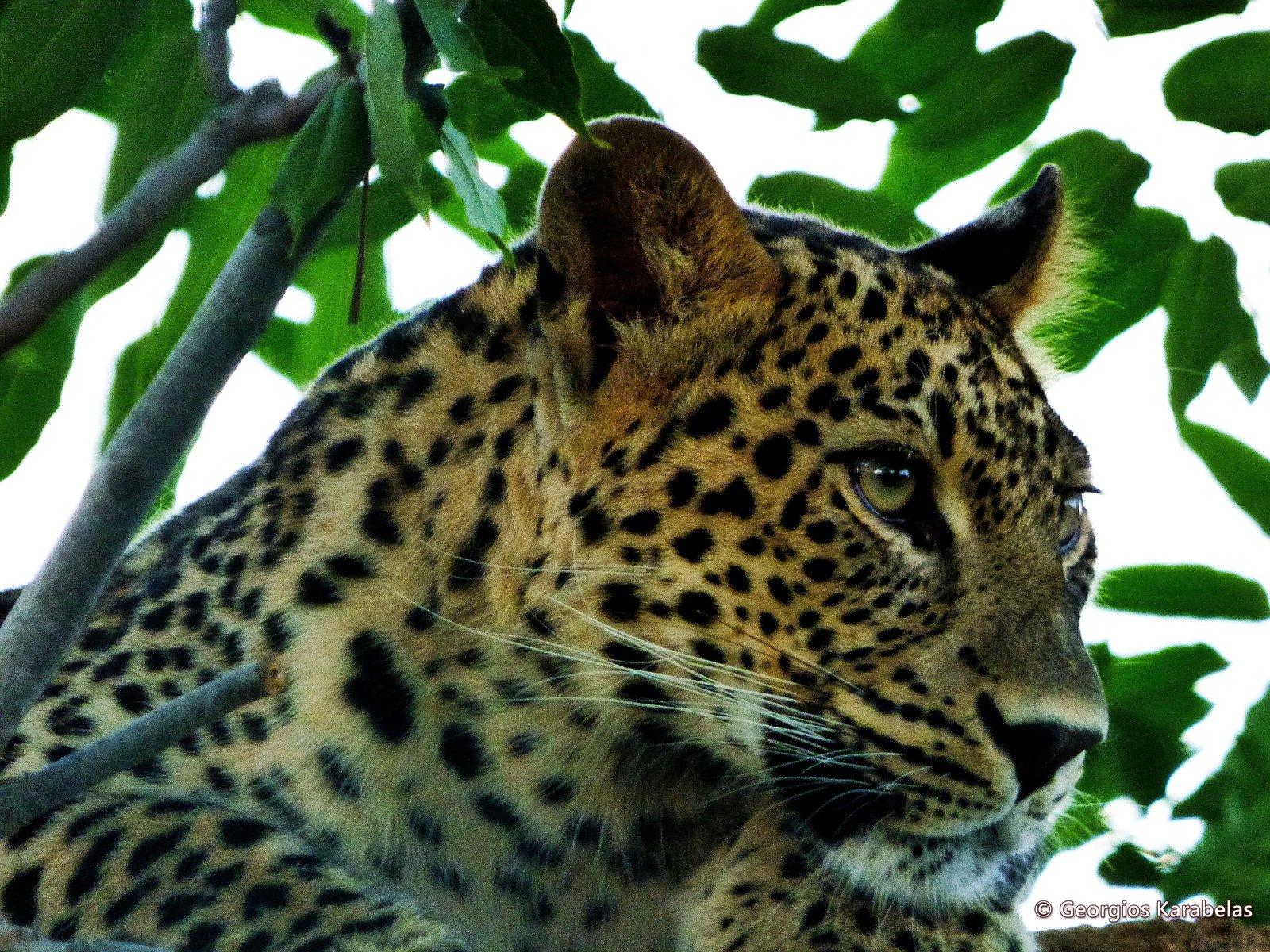 Close-up portrait of a wild Persian leopard, Panthera pardus saxicolor