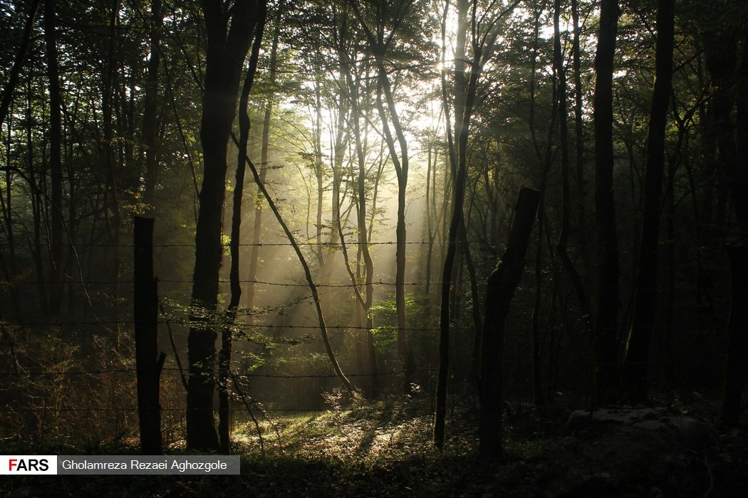 Sunlight filtering through the ancient Hyrcanian forest of northern Iran