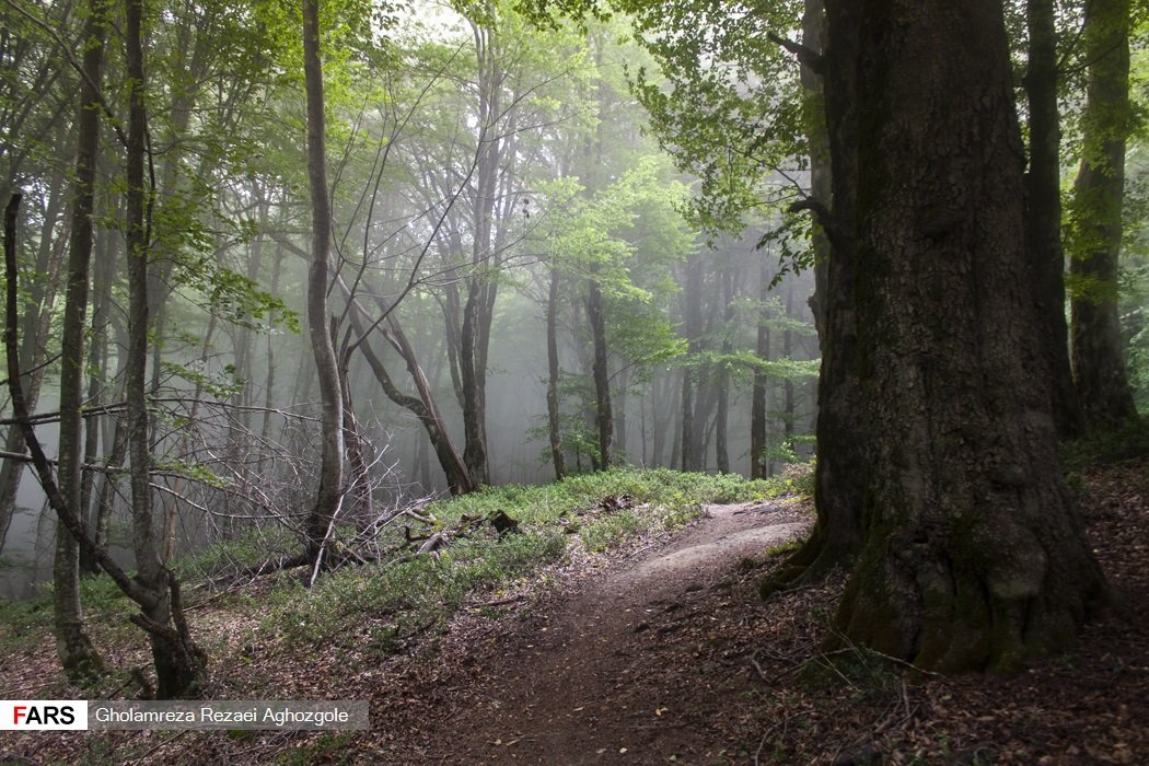 A misty path through the Hyrcanian forest, northern Iran