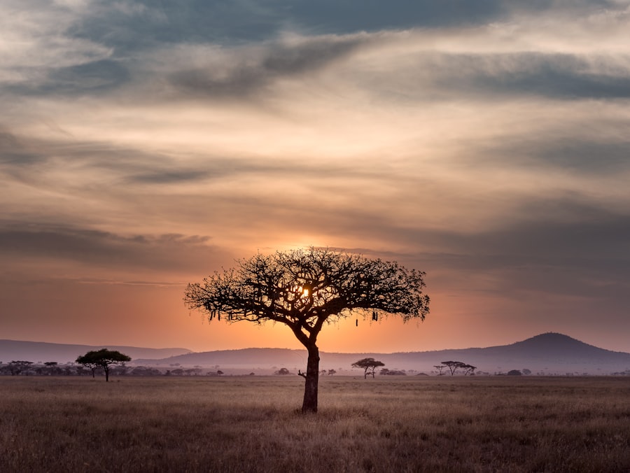 Nyika Plateau National Park rolling grassland highlands Malawi