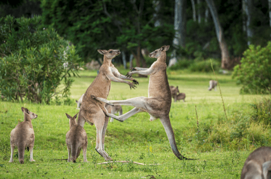 Kangaroo in the wild