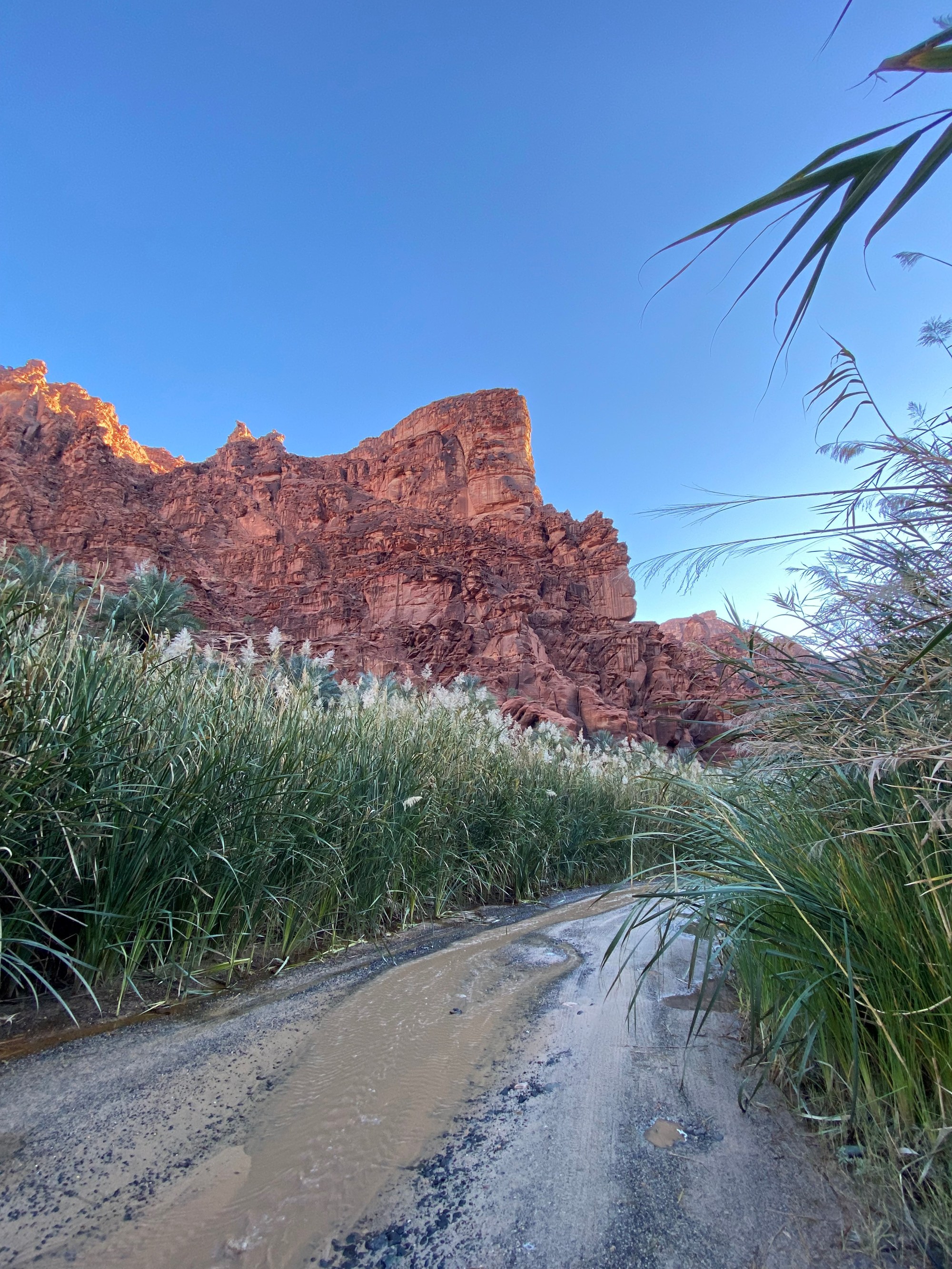 Wadi Al-Disah, a lush green canyon with a stream running through red sandstone cliffs in Saudi Arabia