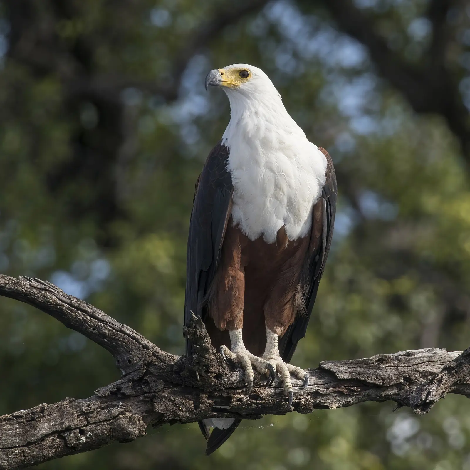 Zimbabwe — chapter photograph: Birdlife