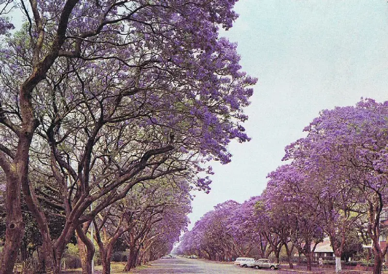 Zimbabwe — chapter photograph: Harare — the capital