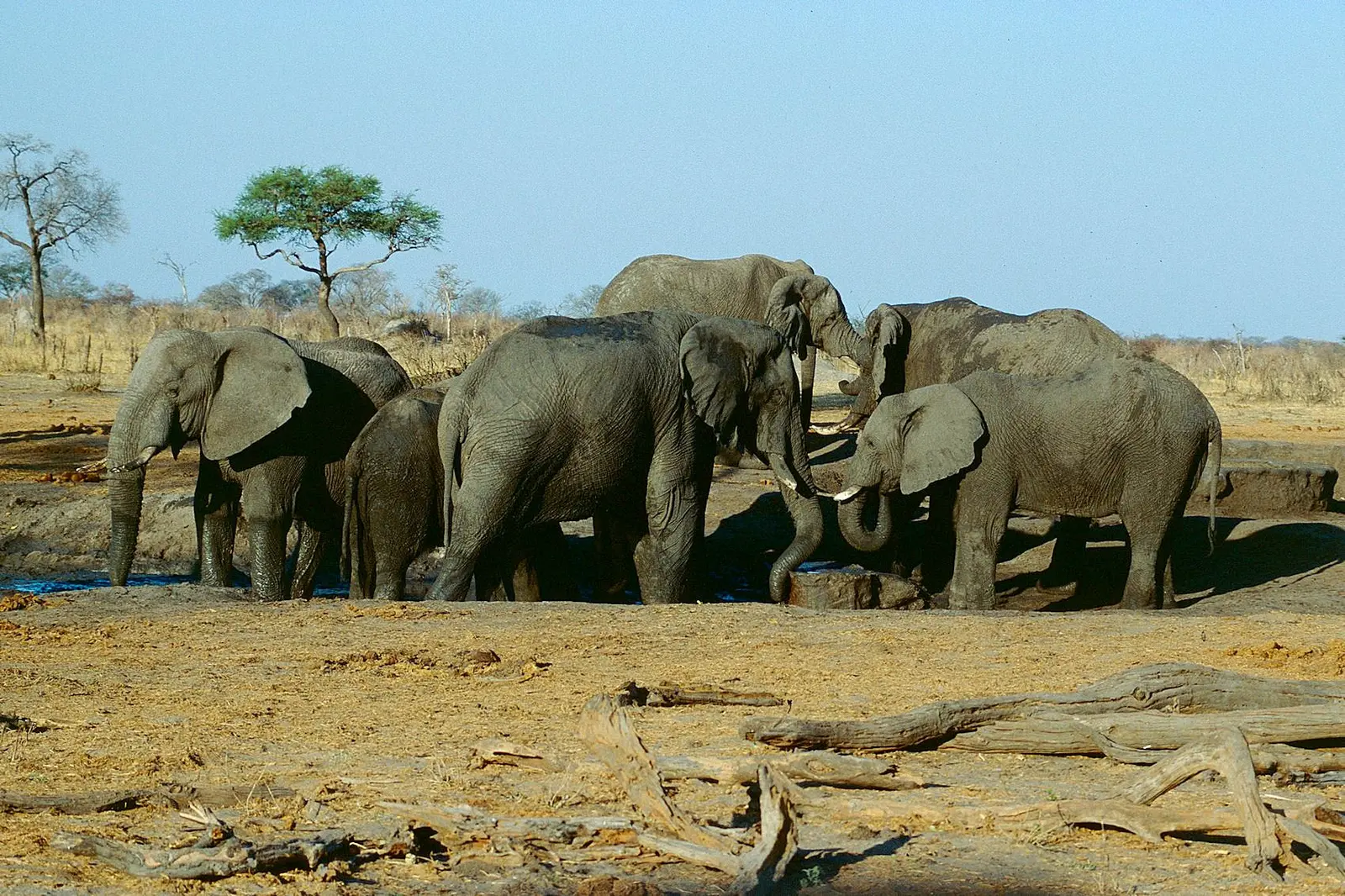 Zimbabwe — chapter photograph: Hwange National Park